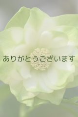 DDホワイトグリーンリップ　「ハート♡利休」　【２番花】　No/24054