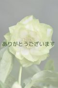DDホワイトグリーンリップ　「ハート♡利休」　　No/24053