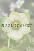 SDホワイトグリーンリップ　「利休」【２番花】　　No/24016