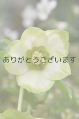 SDホワイトグリーンリップ　「利休」【２番花】　　No/24016