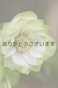 DDホワイトグリーンリップ　「利休」　【２番花】　No/24020