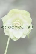 DDホワイトグリーンリップ　「利休」【２番花・薄いかすり？】　　No/24017