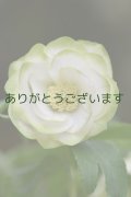 DDホワイトグリーンリップ　「利休」　【２番花】　No/24042