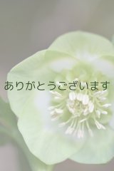 SDホワイトグリーンリップ　「鶯(うぐいす)利休」【丸弁・小輪系】　No/24072