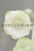 DDホワイトグリーンリップ　「利休」【２番花】　No/24046