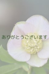 SDピンクグリーンリップ　「桜利休」　【２番花・訳ありかも？】　No/24099