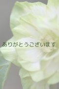 DDホワイトグリーンリップ　「ハート♡利休」　　　No/24060