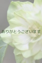 DDホワイトグリーンリップ　「ハート♡利休」　　　No/24060