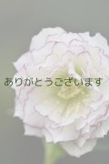 DDホワイト糸ピコティ・フリルフリル　【訳あり・ツボミなし】　　No/24058