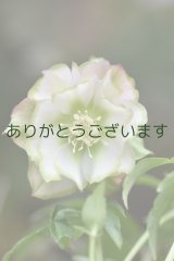 DD薄ピンクグリーンリップ　「利休かすり」　【２番花・花茎2本立ち】　No/24062