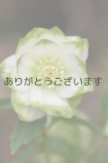 DDホワイトグリーンリップ　「利休」　【2番花】　　　No/240108