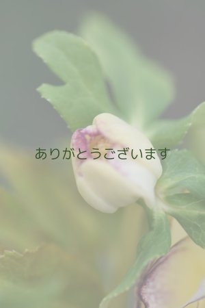 画像8: DDゴールド・レインボー系　【２・３番花・花茎3本立ち】　No/24093