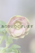 DDピンクグリーンリップ　　「桜利休かすり」　【２番花・訳あり】　No/24035