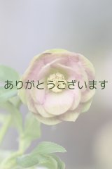 DDピンクグリーンリップ　　「桜利休かすり」　【２番花・訳あり】　No/24035