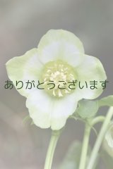 SDホワイトグリーンリップ　「利休」　【２番花】　　No/24113