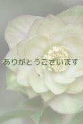 DDピンクグリーンリップ　ハート♡系２段ピコティ「桜利休」【２番花】　No/24080