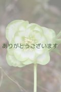 DDホワイトグリーンリップ　「ハート♡利休」　　　No/240122