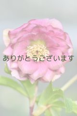 DD濃いピンクグリーンリップ　「桜利休」　No/240123
