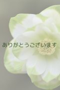 DDホワイトグリーンリップ　「ハート♡利休」　【訳あり・ツボミなし】　　No/24133