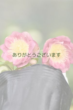 画像1: DDピンク リバーシブルゴールド　半カップ咲き【ツボミ５個】　No/24127