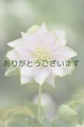 DDピンクグリーンリップ　「桜利休かすり」　【２番花】　　No/24143