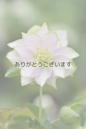 画像1: DDピンクグリーンリップ　「桜利休かすり」　【２番花】　　No/24143