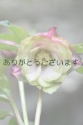 DDピンクグリーンリップ　新年度交配　「桜利休」　　　No/24147