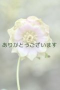 DDピンクグリーンリップ　「桜利休・2021親株」　【訳あり・ツボミなし】　　No/24156