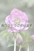 DDピンクグリーンリップ　「グリーンリップ　カラー」　【１番花おわり】　　No/24159