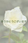 DDホワイトゴールド・ゴールドリップ　　新年度交配【１番花おわり】No/24160