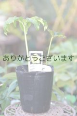 利休さんのセミダブル♡咲くかも？苗　005　※お一人様１株限り　送料無料　