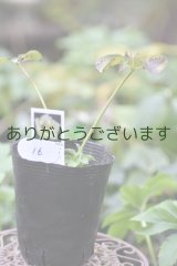 利休さんのセミダブル♡咲くかも？苗　016　※お一人様１株限り　送料無料　