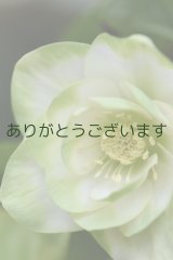 DDホワイトグリーンリップ　「ハート♡利休」　※訳あり３番花 ツボミなし　　No/25003