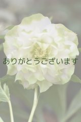 DDホワイトグリーンリップ　「多弁系利休」　※花弁に小さな傷みあり　　No/25004