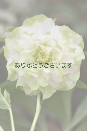 画像1: DDホワイトグリーンリップ　「多弁系利休」　※花弁に小さな傷みあり　　No/25004