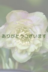 DD薄ピンクグリーンリップ　「鶯(うぐいす)桜利休」　　　No/25007