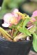 画像6: SDピンクゴールド　２本立ち　※２番花　　No/25021
