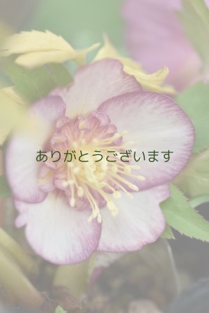 画像1: SDピンクゴールド　２本立ち　※２番花　　No/25021