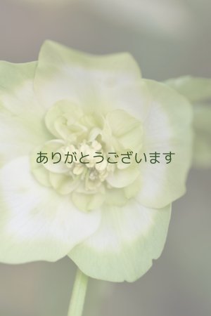 画像1: SDホワイトグリーンリップ　「利休」　※訳あり（しべが2/3不稔）　No/25034