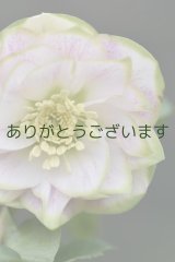 DDホワイトピンクかすり・グリーンリップ　「桜利休かすり」　　No/25058