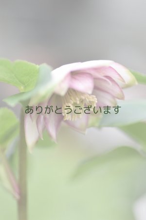 画像4: DDホワイトピンクバイカラー・グリーンリップ　「グリーンリップ・カラー」　２本立ち・２番花　　No/25063