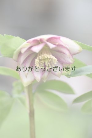 画像5: DDホワイトピンクバイカラー・グリーンリップ　「グリーンリップ・カラー」　２本立ち・２番花　　No/25063