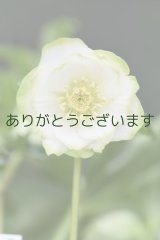 DDホワイトグリーンリップ　「利休」　※３本立ち・花ツボミ計7個♡　　No/25066