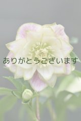 DDホワイトピンクかすり・グリーンリップ　「利休かすり」　２本立ち・２番花　　No/25061