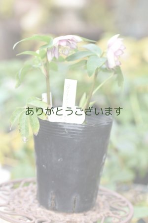 画像10: DDホワイトピンクバイカラー・グリーンリップ　「グリーンリップ・カラー」　２本立ち・２番花　　No/25063