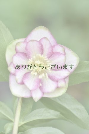 画像3: DDホワイトピンクバイカラー・グリーンリップ　「グリーンリップ・カラー」　２本立ち・２番花　　No/25063