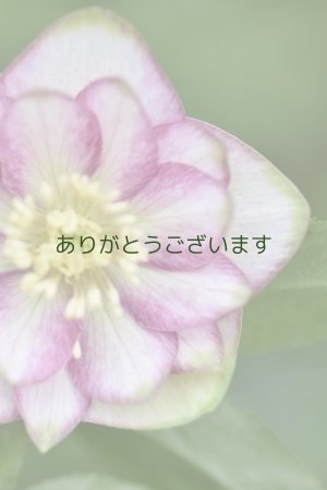 画像2: DDホワイトピンクバイカラー・グリーンリップ　「グリーンリップ・カラー」　２本立ち・２番花　　No/25063