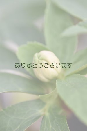 画像7: DDホワイトピンクバイカラー・グリーンリップ　「グリーンリップ・カラー」　２本立ち・２番花　　No/25063