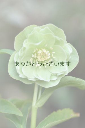 画像1: DDグリーンホワイトリップ　「一茶」　　No/25068