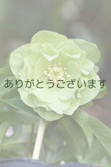 DDグリーンホワイトリップ　「一茶」　３本立ち・花ツボミ７個　　No/25069